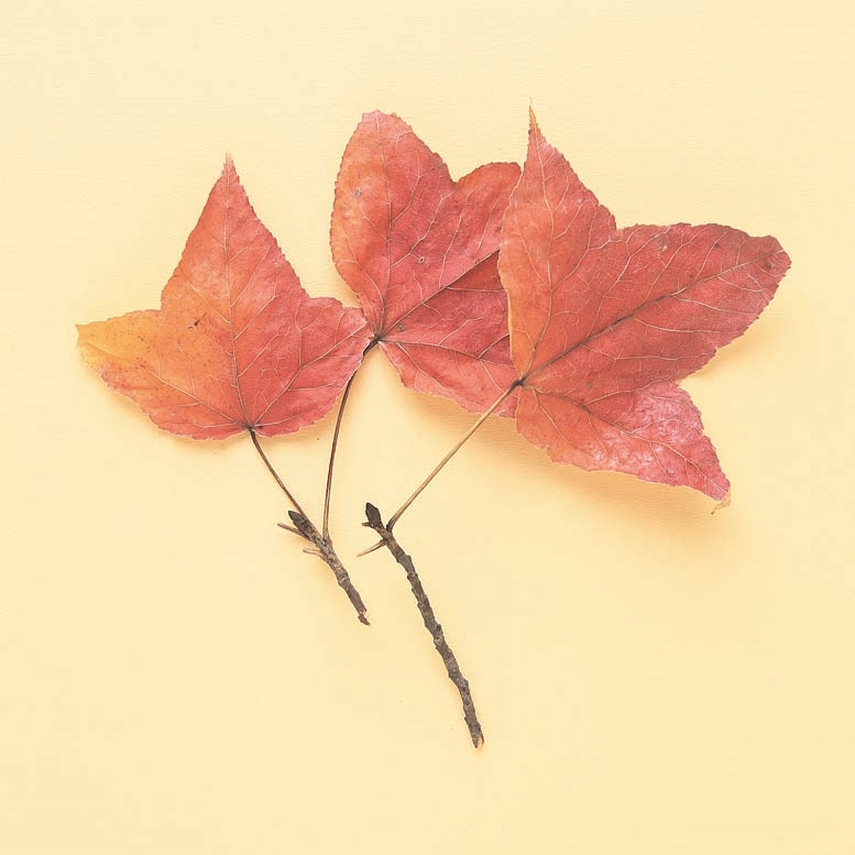 28 モミジバフウ 紅葉葉楓 暮らしとおしゃれの編集室
