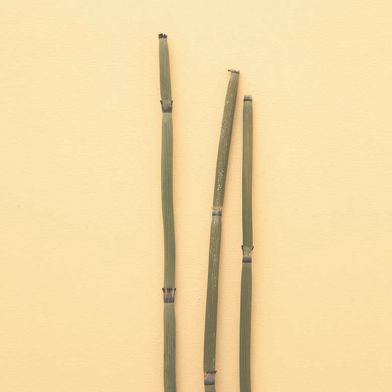 178 トクサ 砥草 木賊 暮らしとおしゃれの編集室