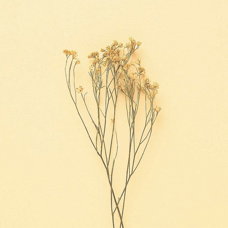 184 モリソニア 暮らしとおしゃれの編集室