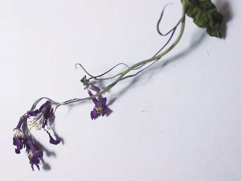 263 ムラサキハナナ 紫花菜 暮らしとおしゃれの編集室