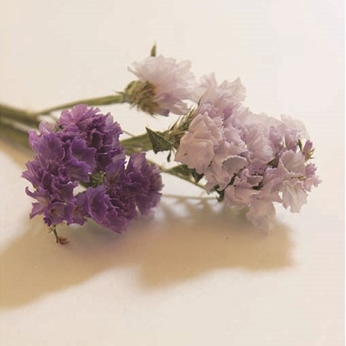 Trefle トレフル の花束 贈る花 オーダー帖vol 6 暮らしとおしゃれの編集室