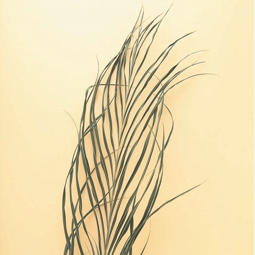 美しく健康的な爪を目指そう Vol 1 暮らしとおしゃれの編集室